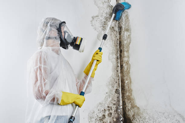 Best Commercial Mold Inspection  in Walnut, CA